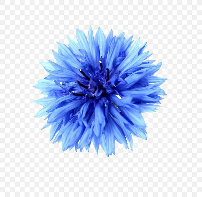 Cornflower Glitter Image Photography, PNG, 773x800px, Cornflower, Aster, Blue, Child, Cut Flowers Download Free