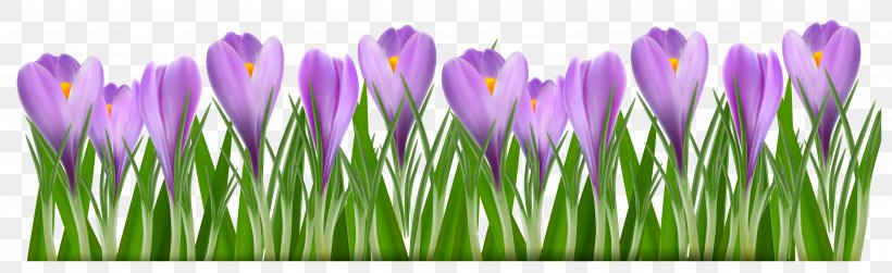 Crocus Flavus Crocus Vernus Autumn Crocus Flower Clip Art, PNG, 3856x1183px, Crocus Flavus, Autumn Crocus, Close Up, Color, Crocus Download Free