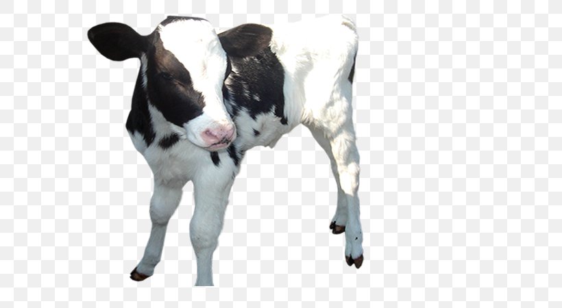 Dairy Cattle Golden Calf Clip Art, PNG, 600x450px, Dairy Cattle, Calf, Cattle, Cattle Like Mammal, Cow Goat Family Download Free