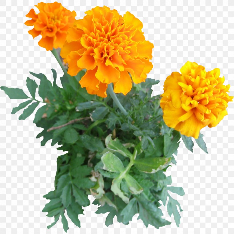 Mexican Marigold Plant Flower Clip Art, PNG, 1200x1200px, Mexican Marigold, Acer Ginnala, Annual Plant, Architectural Rendering, Calendula Download Free