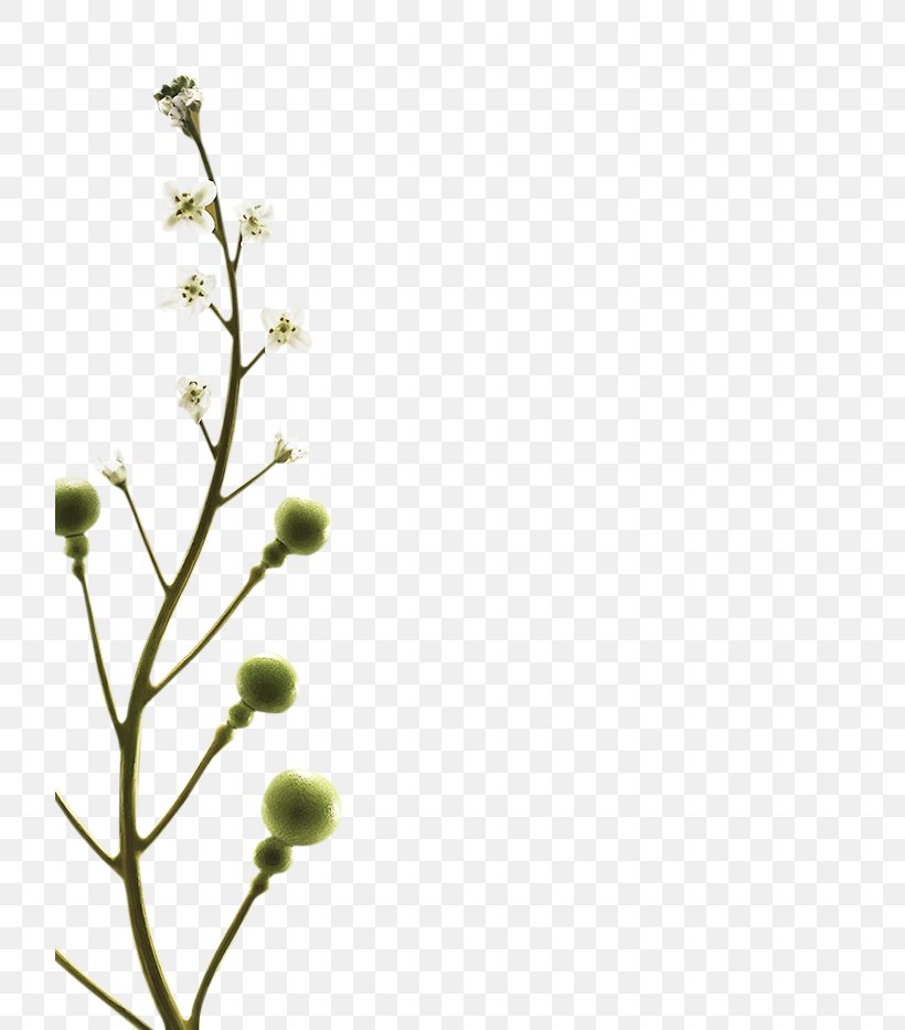Twig Plant Stem Leaf Petal Line, PNG, 720x933px, Twig, Branch, Flora, Flower, Flowering Plant Download Free
