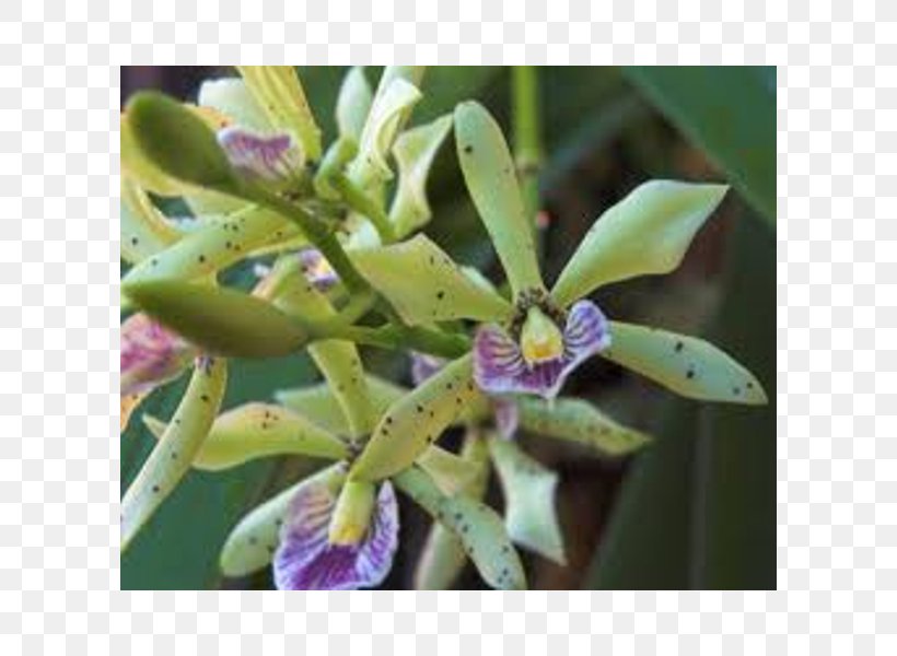 Appendage Orchid Epidendrum Cattleya Orchids Prosthechea Prismatocarpa Encyclia, PNG, 600x600px, Epidendrum, Cattleya, Cattleya Orchids, Com, Dendrobium Download Free