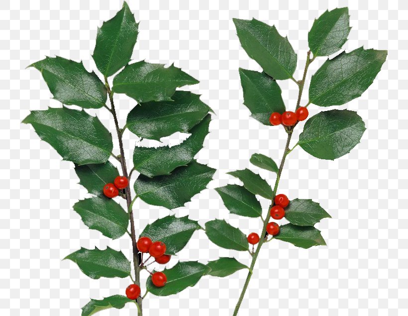 Holly Berry Clip Art, PNG, 738x635px, Holly, Aquifoliaceae, Aquifoliales, Auglis, Berry Download Free