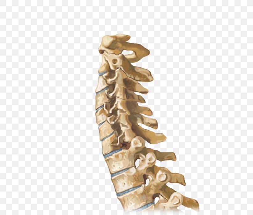 Vertebral Column Sagittal Plane Joint Manipulation Spinal Cord, PNG, 494x696px, Vertebral Column, Anatomy, Bone, Cervical Vertebrae, Chiropractic Download Free