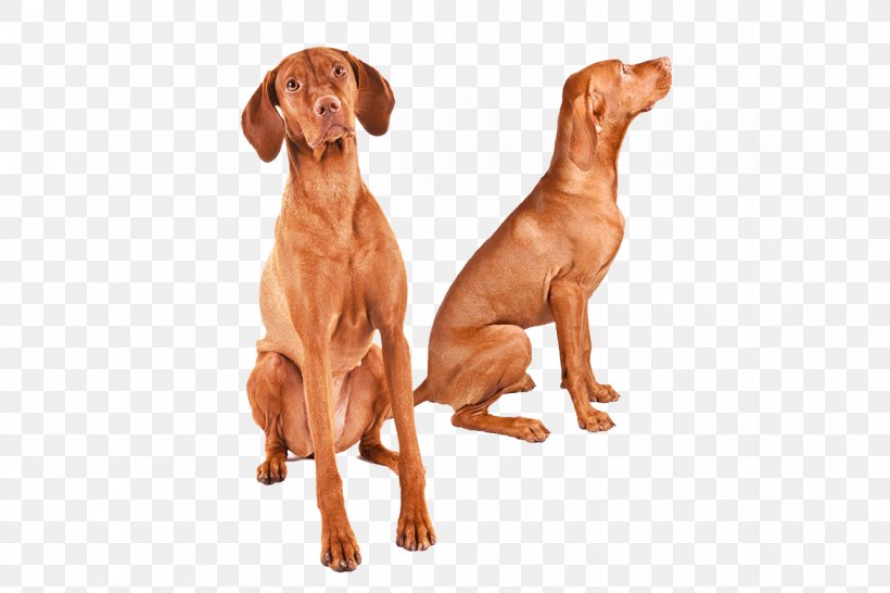 Wirehaired Vizsla Dog Breed Redbone Coonhound Great Dane, PNG, 1170x780px, Vizsla, Aging In Dogs, American Kennel Club, Breed, Brittany Dog Download Free