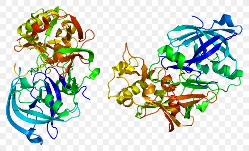 Beta-secretase 1 Amyloid Precursor Protein Secretase Amyloid Beta, PNG, 1040x634px, Watercolor, Cartoon, Flower, Frame, Heart Download Free