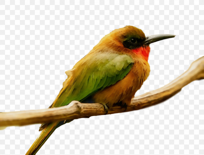 Feather, PNG, 1896x1440px, Watercolor, Beak, Beeeater, Bees, Feather Download Free