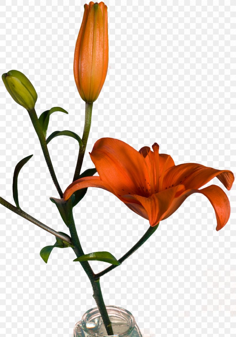 Floral Design Vase Cut Flowers, PNG, 840x1200px, Floral Design, Artificial Flower, Botany, Cut Flowers, Daylily Download Free