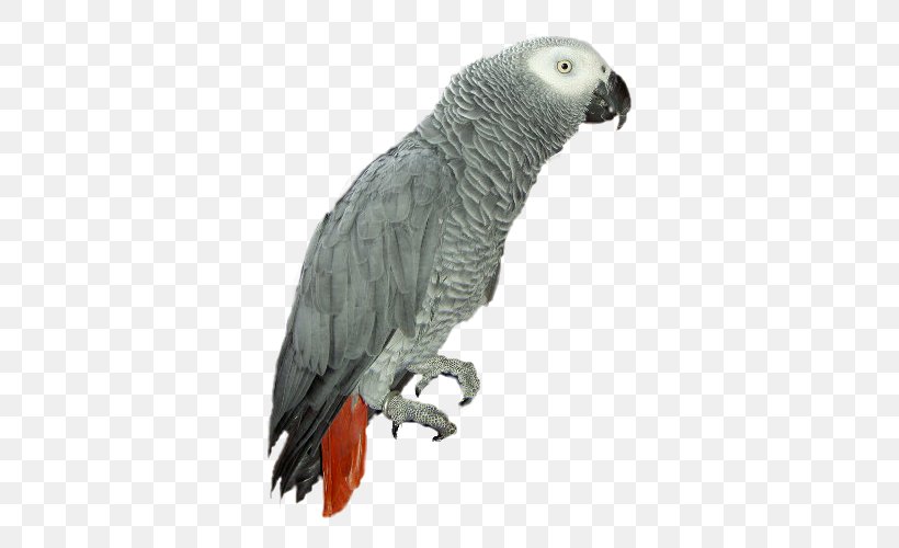 Grey Parrot Bird Adobe Photoshop, PNG, 500x500px, Parrot, African Grey, Beak, Bird, Common Pet Parakeet Download Free