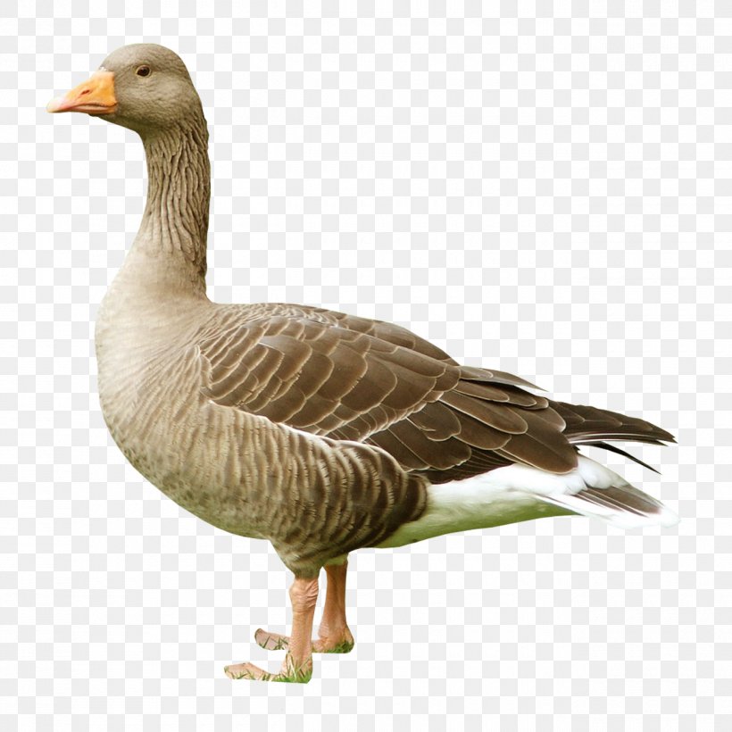 Greylag Goose Duck Cygnini Bird, PNG, 1300x1300px, Greylag Goose, American Black Duck, Beak, Bean Goose, Bird Download Free