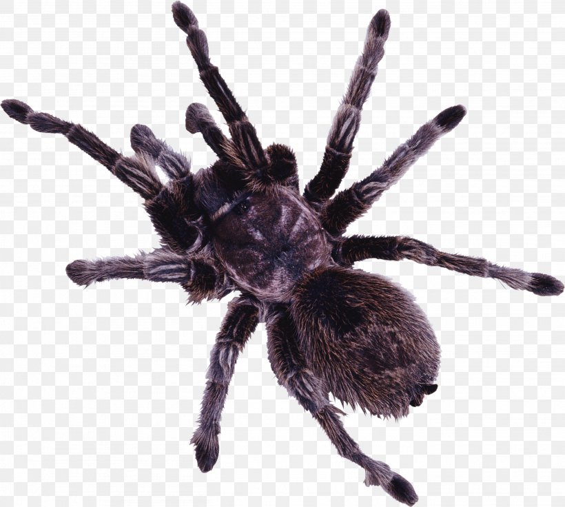 Spider Web Eight Legs Clip Art, PNG, 2712x2436px, Spider, Arachnid, Arthropod, Eight Legs, Image File Formats Download Free