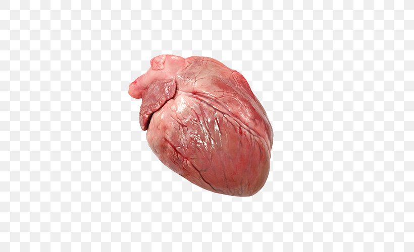 Domestic Pig Heart Circulatory System Stock Photography, PNG, 500x500px, Watercolor, Cartoon, Flower, Frame, Heart Download Free