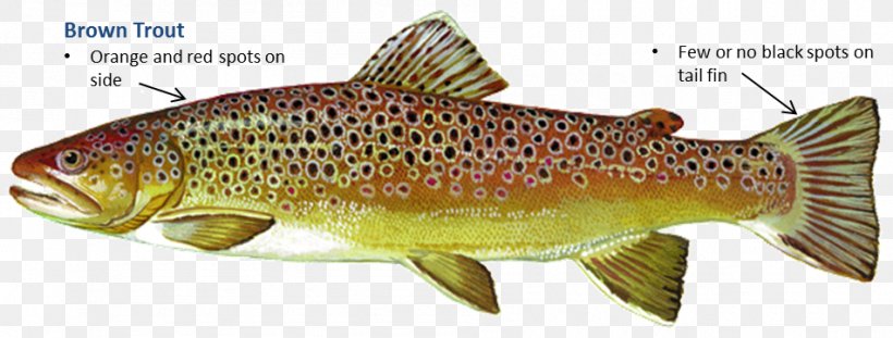 Salmon Cutthroat Trout Brown Trout Cod, PNG, 951x361px, Salmon, Bony Fish, Brown Trout, Coastal Cutthroat Trout, Cod Download Free