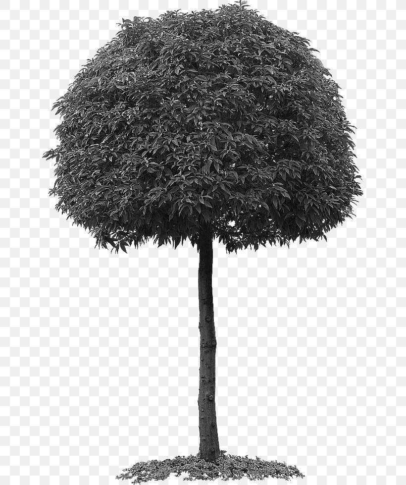 Tree Data Clip Art, PNG, 650x979px, Tree, Black And White, Branch, Data, Data Compression Download Free