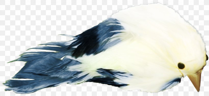 Bird Download Gratis, PNG, 1800x831px, Bird, Beak, Blue, Common Pet Parakeet, Fauna Download Free