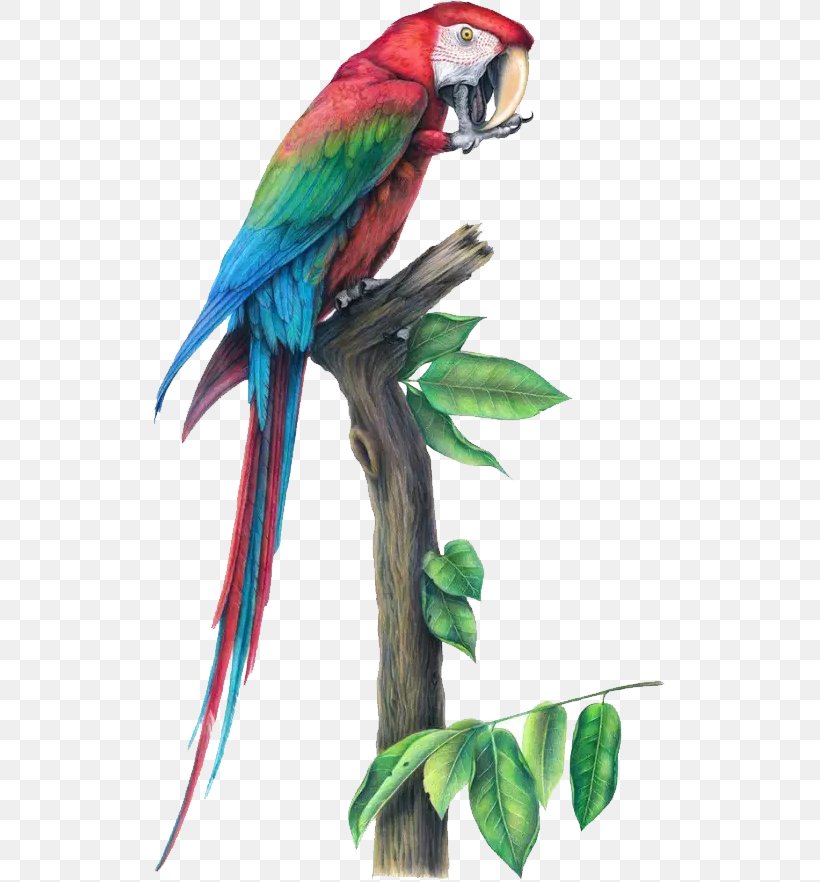 Bird Parrot Macaw Drawing Illustration, PNG, 513x882px, Bird, Architecture, Art, Beak, Bird Anatomy Download Free