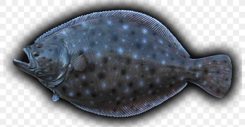 Summer Flounder Sole Flatfish, PNG, 800x427px, Flounder, Arctic Flounder, Bony Fish, Color, Diversity Of Fish Download Free