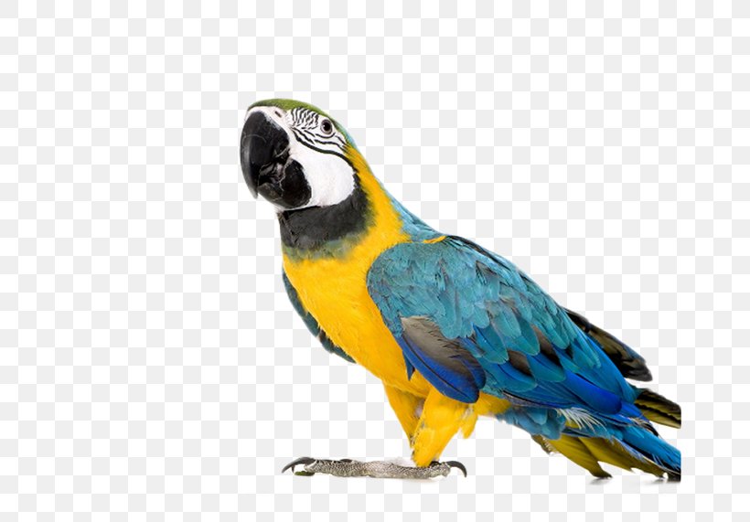 Blue-and-yellow Macaw Parrot Bird Red-and-green Macaw, PNG, 672x571px, Blueandyellow Macaw, Beak, Bird, Birdcage, Cage Download Free