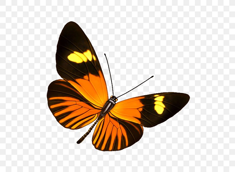 Butterfly Transparency And Translucency Information Clip Art, PNG, 600x600px, Butterfly, Arthropod, Brush Footed Butterfly, Information, Insect Download Free