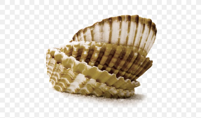 Conchology Cockle Seashell Clam, PNG, 600x483px, Conchology, Beach, Clam, Clams Oysters Mussels And Scallops, Cockle Download Free