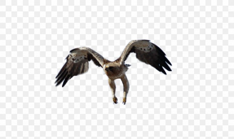 Eagle Vulture Fauna Wildlife Beak, PNG, 1600x953px, Eagle, Accipitriformes, Beak, Bird, Bird Of Prey Download Free
