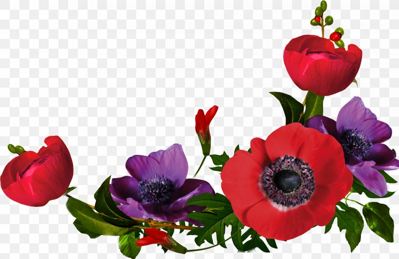 Flower Clip Art, PNG, 2480x1611px, Flower, Anemone, Annual Plant, Cut Flowers, Digital Image Download Free