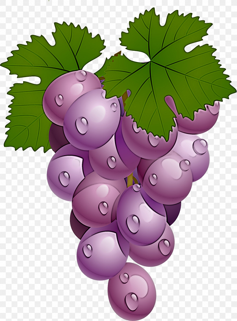 Grape Grape Leaves Leaf Grapevine Family Seedless Fruit, PNG, 1321x1786px, Grape, Berry, Fruit, Grape Leaves, Grapevine Family Download Free