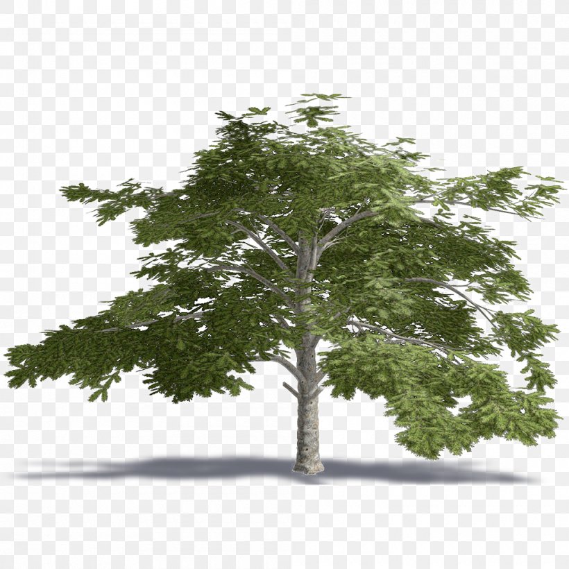 Lebanon Cedrus Libani Tree Plant .dwg, PNG, 1000x1000px, Lebanon, Archicad, Artlantis, Autocad, Autocad Dxf Download Free