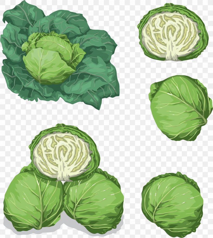 Savoy Cabbage Leaf Vegetable Food, PNG, 4469x4977px, Cabbage, Brassica Oleracea, Collard Greens, Food, Kale Download Free
