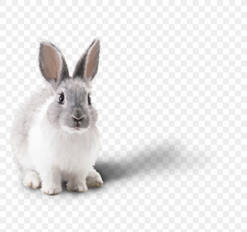 Little White Rabbit Domestic Rabbit Clip Art, PNG, 1091x1024px, Little White Rabbit, Animal, Domestic Rabbit, Hare, Image File Formats Download Free