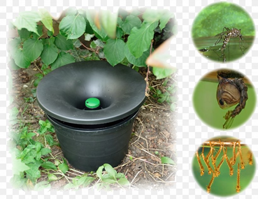 Mosquito Control Pest Control Integrated Pest Management Yellow Fever Mosquito, PNG, 2280x1762px, Mosquito Control, Aedes, Flowerpot, Grass, Herb Download Free