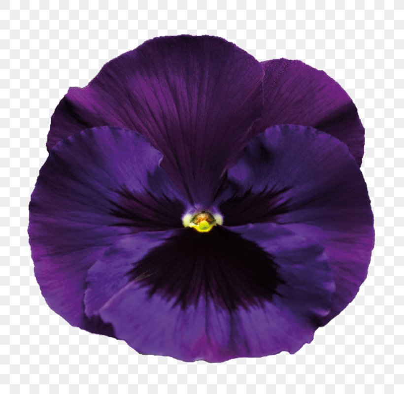 Pansy Sweet Violet Purple, PNG, 768x800px, Pansy, Flower, Flowering Plant, Magenta, Petal Download Free