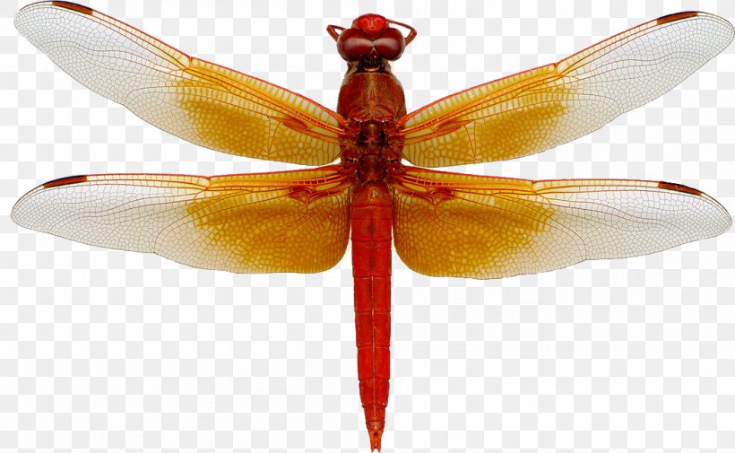 A Dragonfly Flame Skimmer Animal Magic Poems Clip Art, PNG, 1051x648px, Dragonfly, Albom, Animal, Animal Magic Poems, Arthropod Download Free