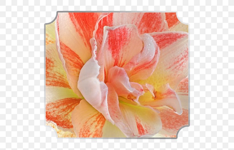 Amaryllis Jersey Lily Canna Close-up Belladonna, PNG, 600x526px, Amaryllis, Amaryllis Belladonna, Amaryllis Family, Belladonna, Canna Download Free