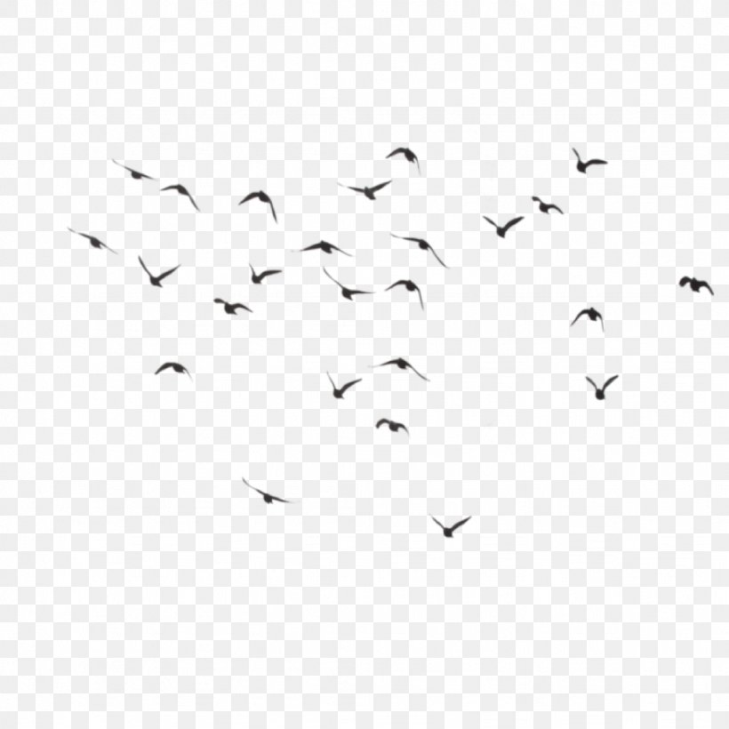 Bird Clip Art, PNG, 1024x1024px, Bird, Animal Migration, Area, Beak, Bird Migration Download Free