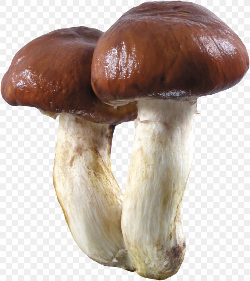 Boletus Edulis Edible Mushroom Boletus Aereus Fungus, PNG, 2343x2626px, Boletus Edulis, Amanita, Aspen Mushroom, Boletus, Boletus Aereus Download Free