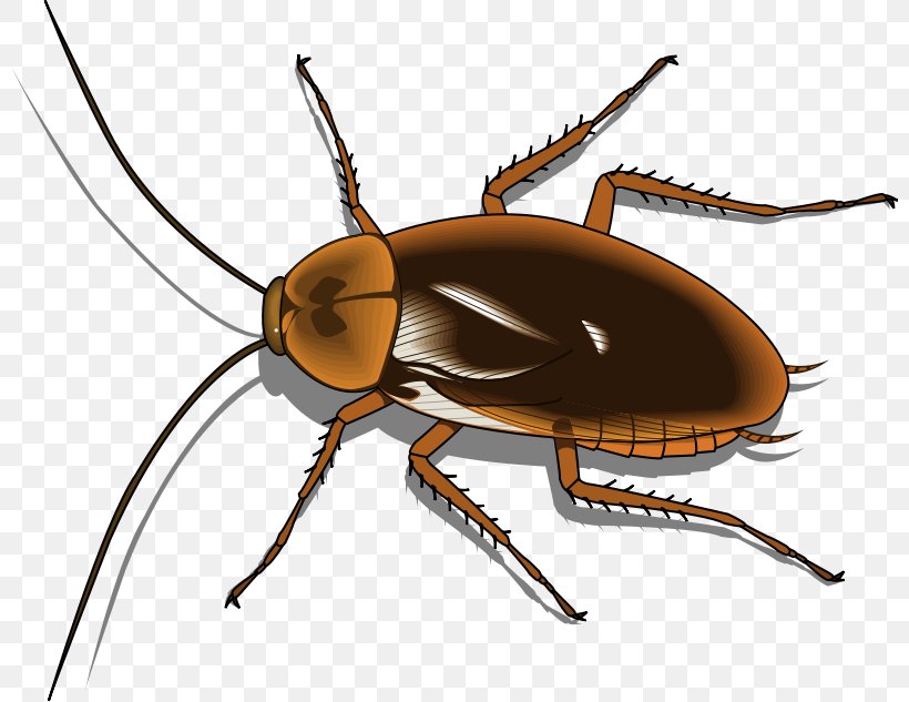Cockroach Free Content Clip Art, PNG, 800x633px, Cockroach, American Cockroach, Arthropod, Beetle, Computer Download Free