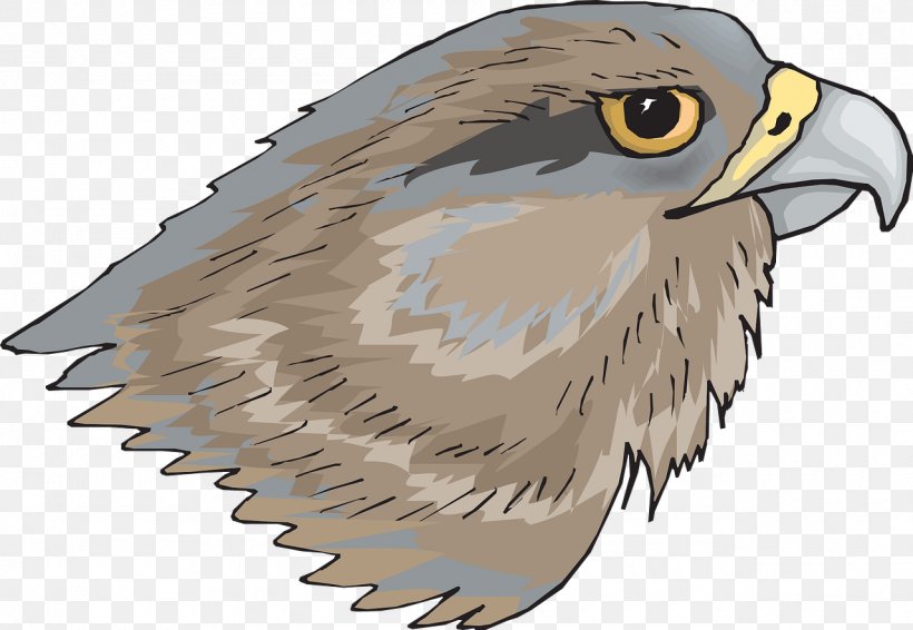 Hawk Clip Art, PNG, 1280x885px, Hawk, Accipitriformes, Bald Eagle, Beak, Bird Download Free