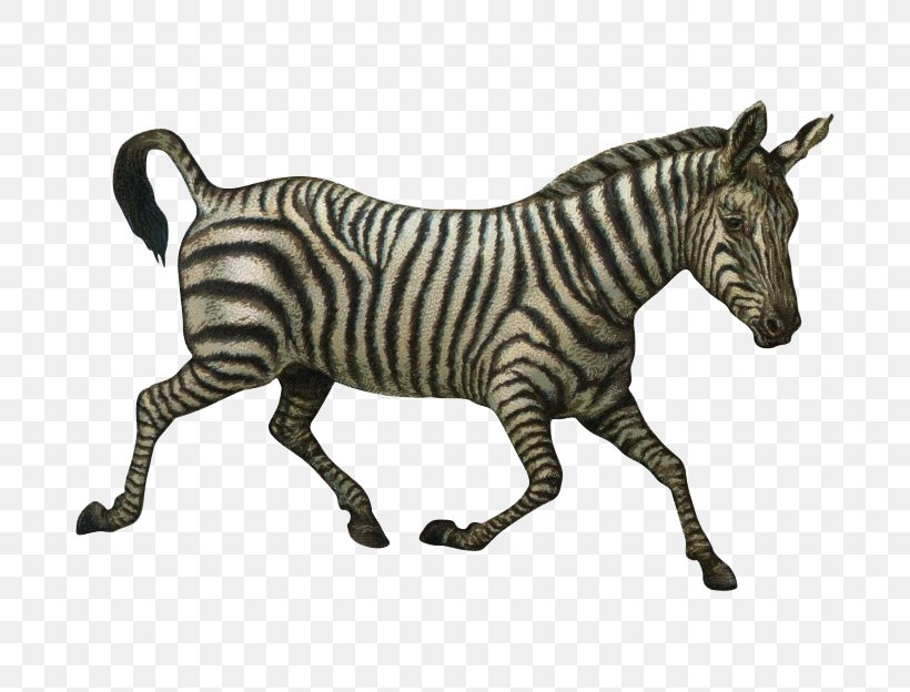 Quagga Horse Zorse Zebra, PNG, 760x624px, Quagga, Animal, Fauna, Gimp, Horse Download Free
