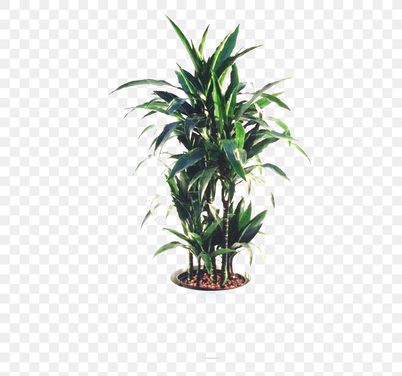 Arecaceae Flowerpot Houseplant Tree, PNG, 768x768px, Arecaceae, Arecales, Evergreen, Flowerpot, Houseplant Download Free