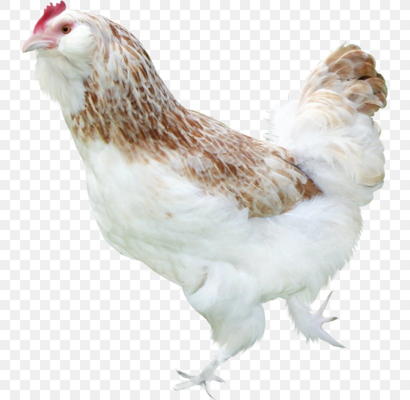 Chicken Poultry Smiley Rooster, PNG, 732x800px, Chicken, Animaatio, Avatar, Beak, Bird Download Free