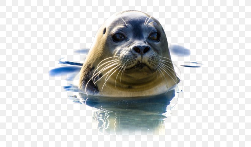 Earless Seal Natureland Seal Sanctuary, PNG, 590x480px, Earless Seal, Harbor Seal, Mammal, Marine Mammal, Organism Download Free