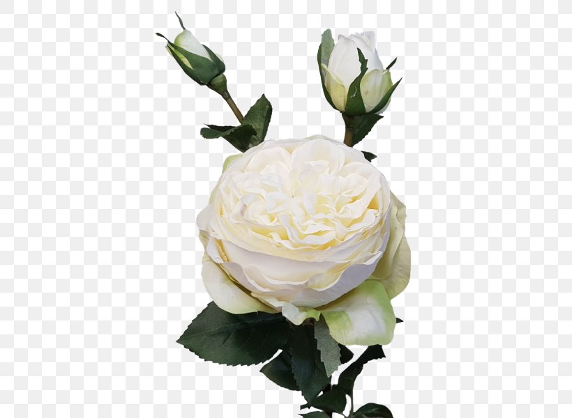 Garden Roses Cabbage Rose Cut Flowers Flower Bouquet, PNG, 800x600px, Garden Roses, Artificial Flower, Bud, Cabbage Rose, Cut Flowers Download Free