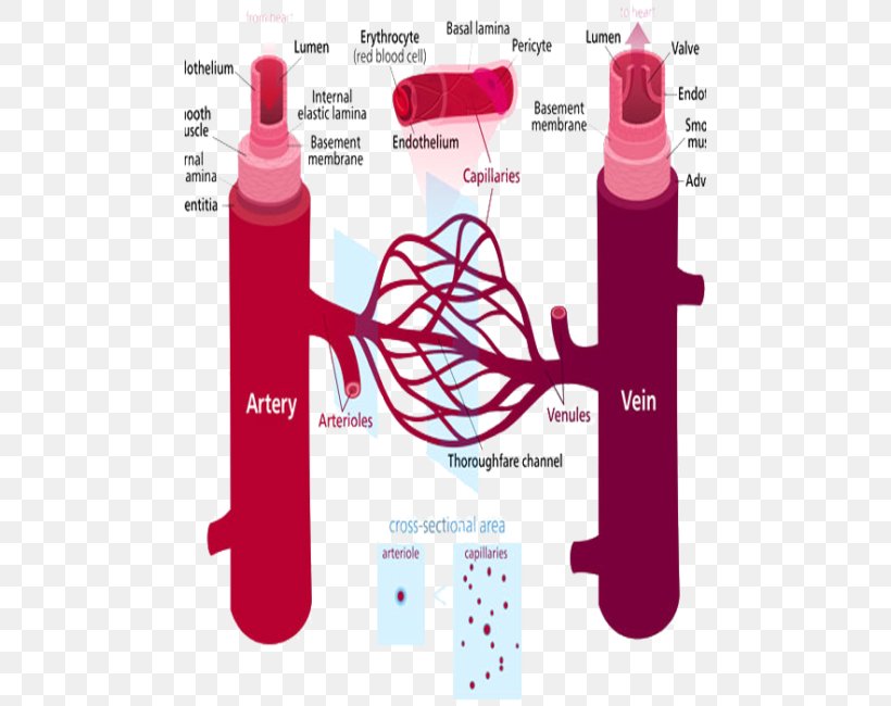 Peripheral Artery Disease Blood Vessel Peripheral Vascular System Hypertension, PNG, 480x650px, Peripheral Artery Disease, Artery, Beauty, Blood, Blood Pressure Download Free