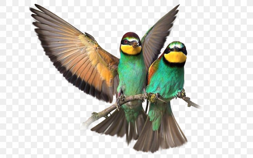 Budgerigar Bird Parrot Eurasian Magpie Macaw, PNG, 880x550px, Budgerigar, Beak, Bird, Bird Feeding, Bird Food Download Free