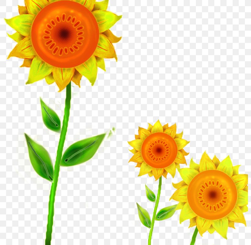 Common Sunflower Download Transvaal Daisy Cut Flowers, PNG, 800x800px, Common Sunflower, Cut Flowers, Daisy Family, Designer, Drawing Download Free