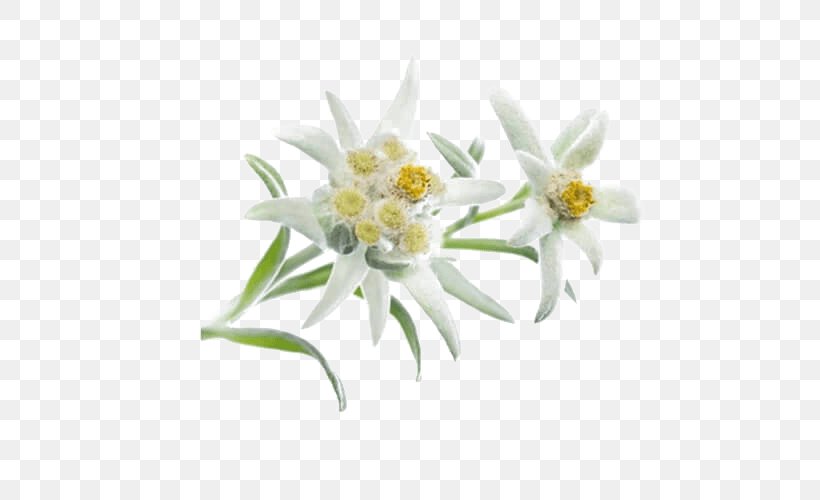 Clip Art, PNG, 500x500px, Email, Daisy Family, Edelweiss, Flower, Flowering Plant Download Free