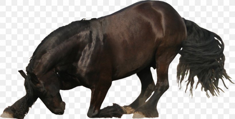 Friesian Horse PhotoScape, PNG, 900x458px, Friesian Horse, Animal Figure, Bridle, Deviantart, Gimp Download Free