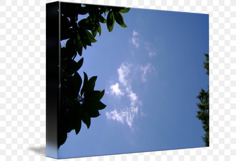 Picture Frames Sunlight Branching Sky Plc, PNG, 650x560px, Picture Frames, Branch, Branching, Cloud, Leaf Download Free