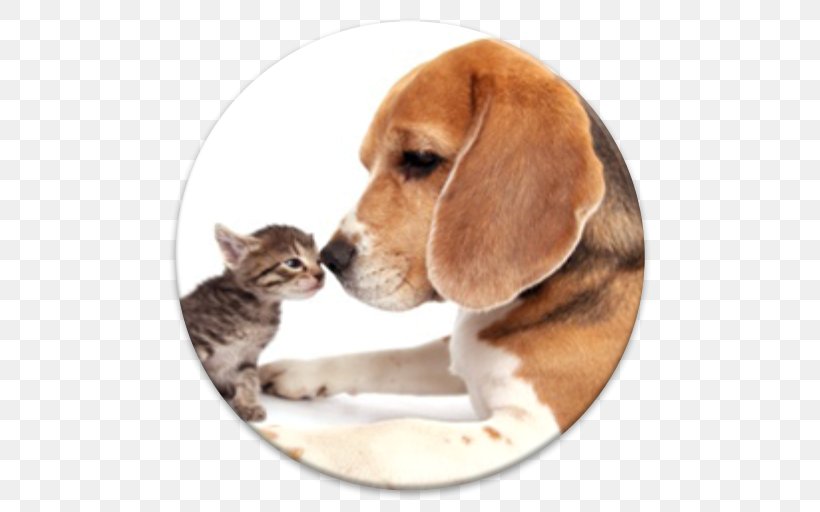 Beagle Harrier Puppy Cat Dog Breed, PNG, 512x512px, Beagle, Animal, Animal Rescue Group, Carnivoran, Cat Download Free